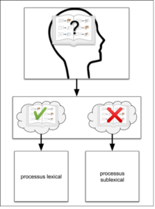 Bilan orthophonique : les processus lexicaux et sublexicaux