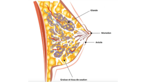 morphologie des seins - comment se préparer à l'allaitement maternel
